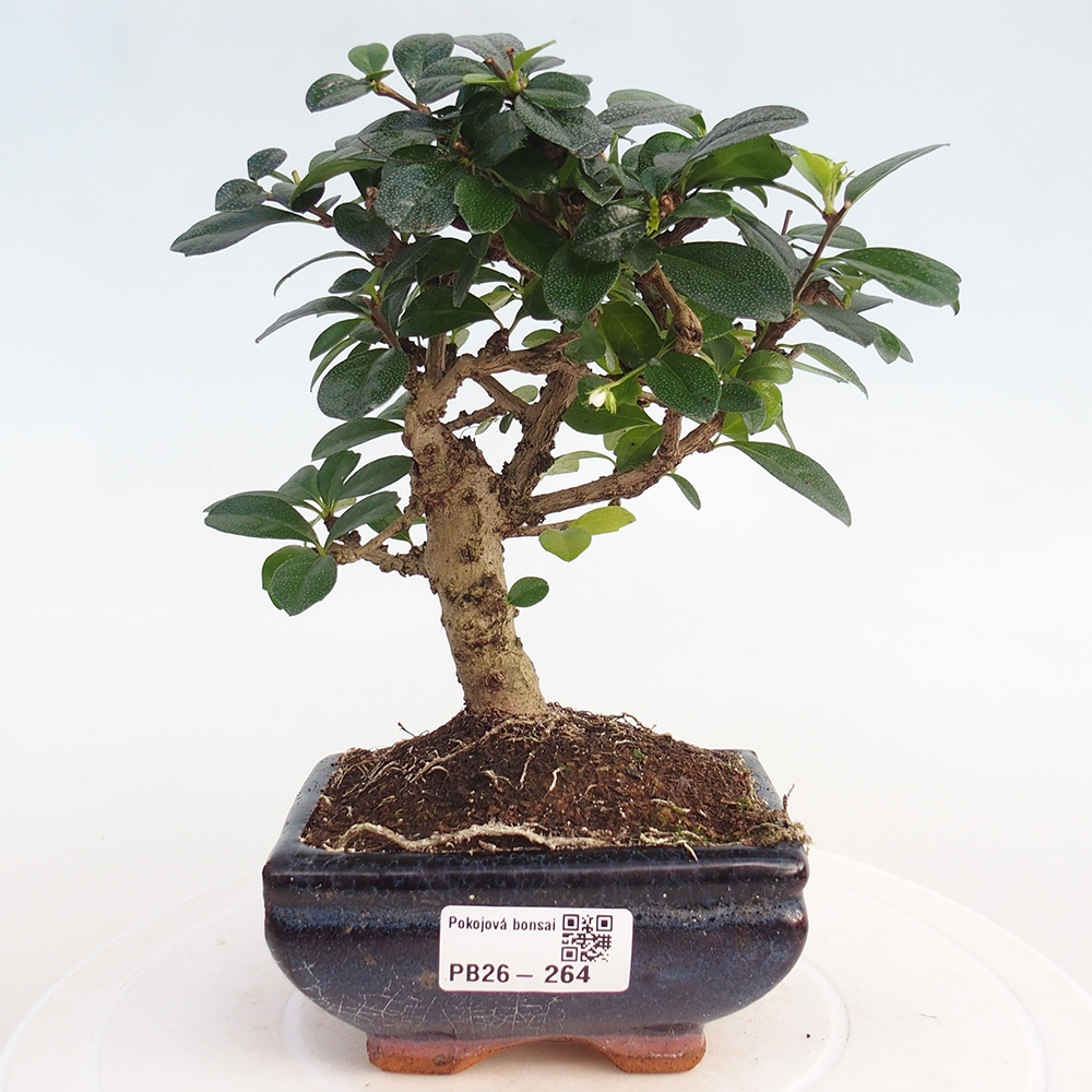 Bonsai pokojowe - Carmona macrophylla - Tea fuki