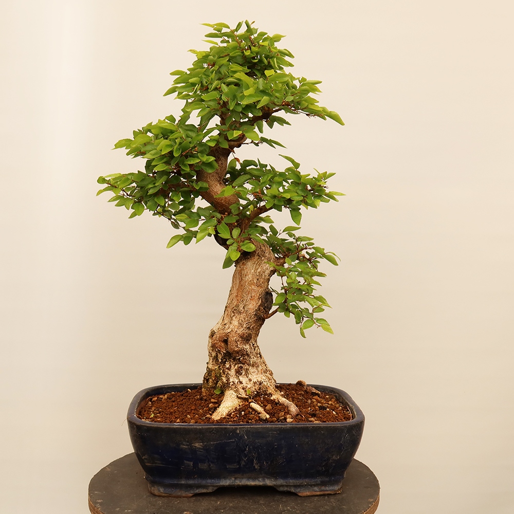 Bonsai plenerowe - Carpinus Coreana - grab koreański