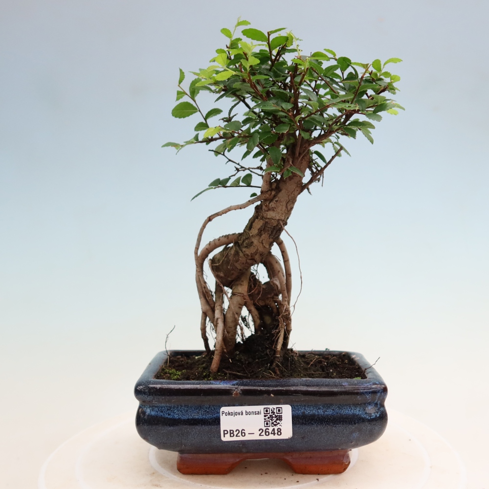 Pokój bonsai - Ulmus parvifolia - Wiąz drobnolistny