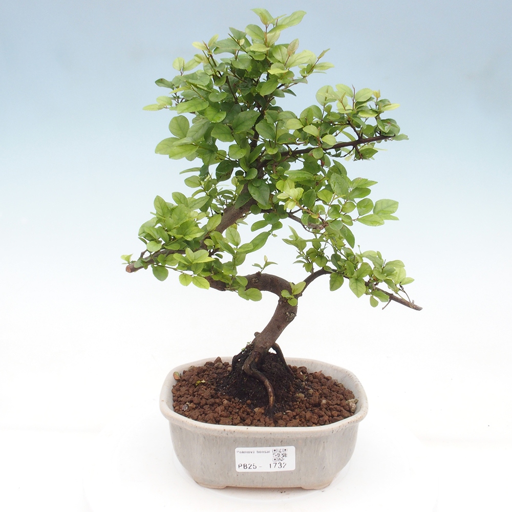 Kryty bonsai - Sagerécie thea - Sagerécie thea