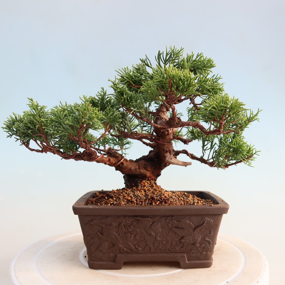 Outdoor bonsai - Juniperus chinensis Itoigawa - Jałowiec chiński