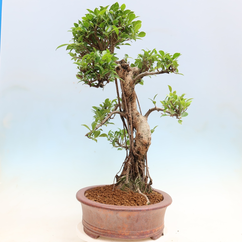 Pokój bonsai - Ficus kimmen - figowiec drobnolistny