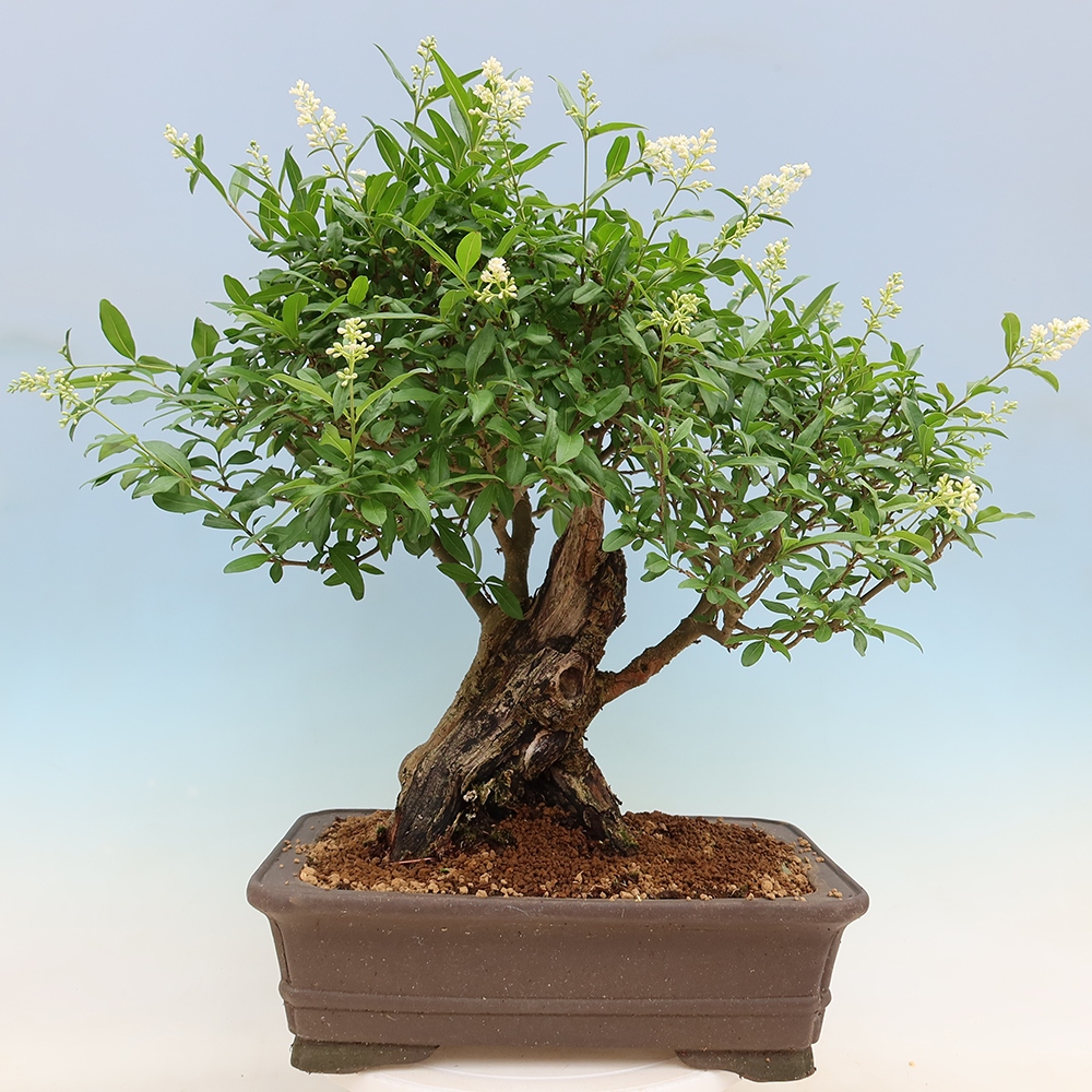 Outdoor bonsai - Ligustrum vulgare - Ptasi dziób