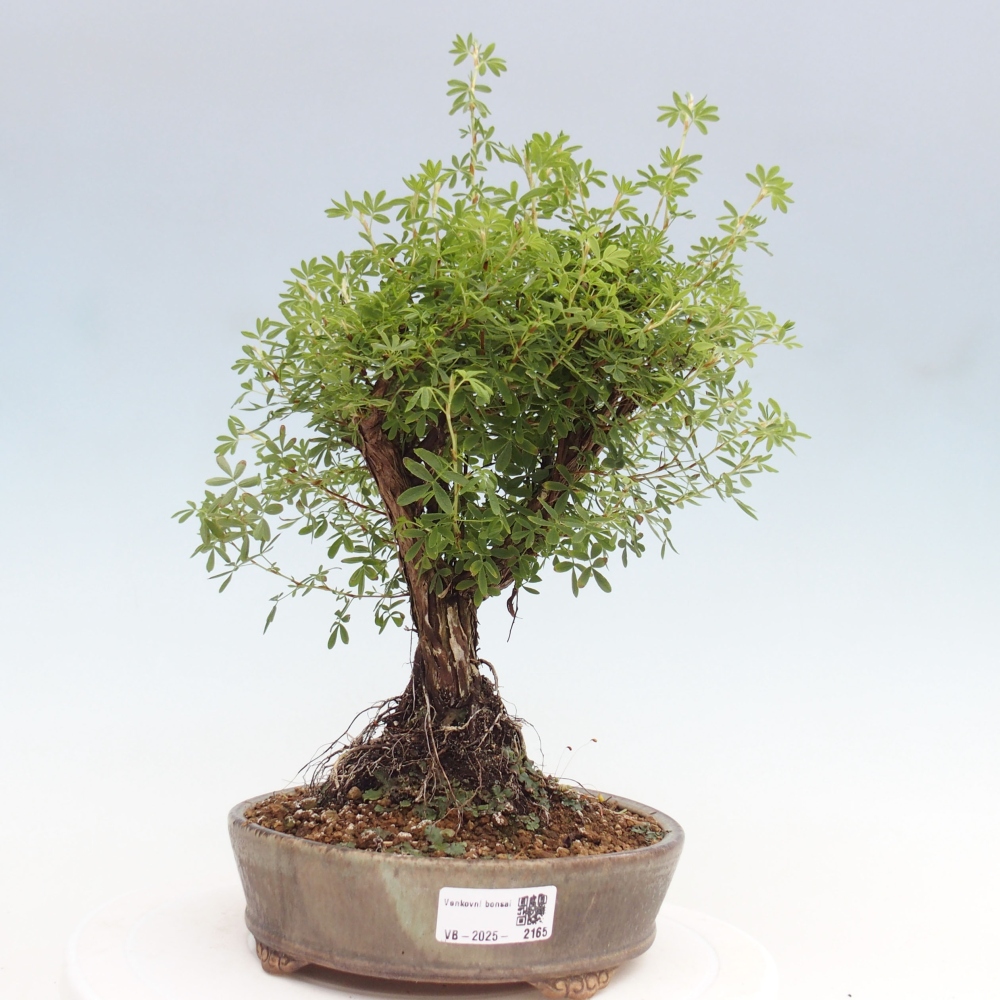 Outdoor bonsai-Pięciolistnik - Potentila fruticosa żółty Ptak
