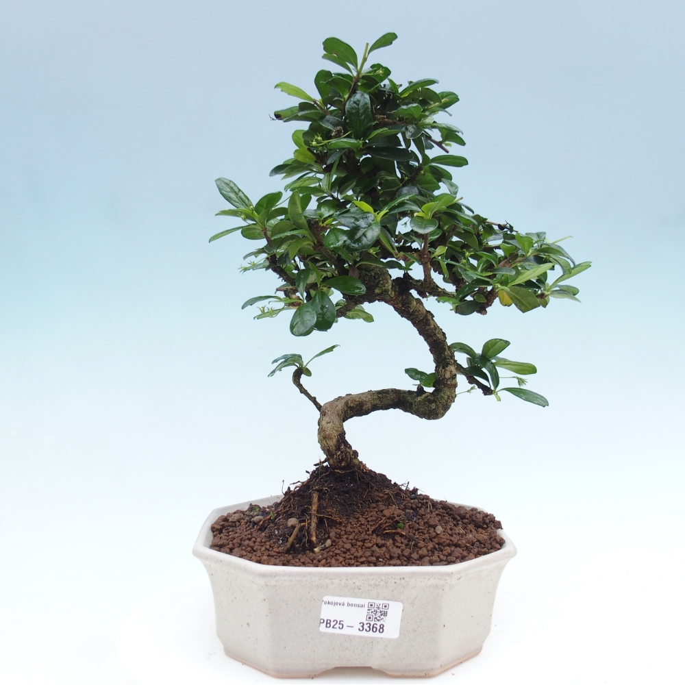 Bonsai pokojowe - Carmona macrophylla - Tea fuki