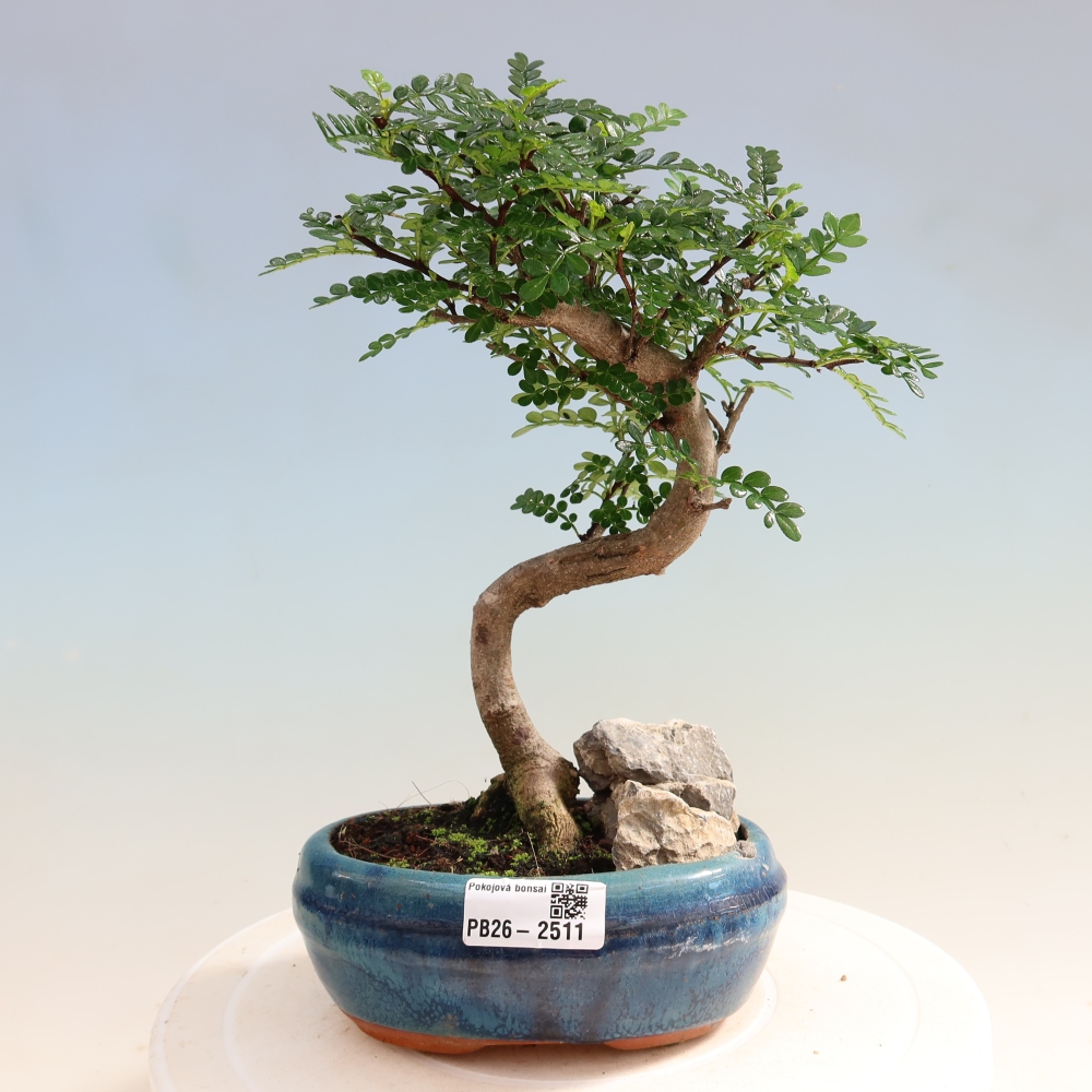 Pokój bonsai - Zantoxylum piperitum - drzewo pieprzowe