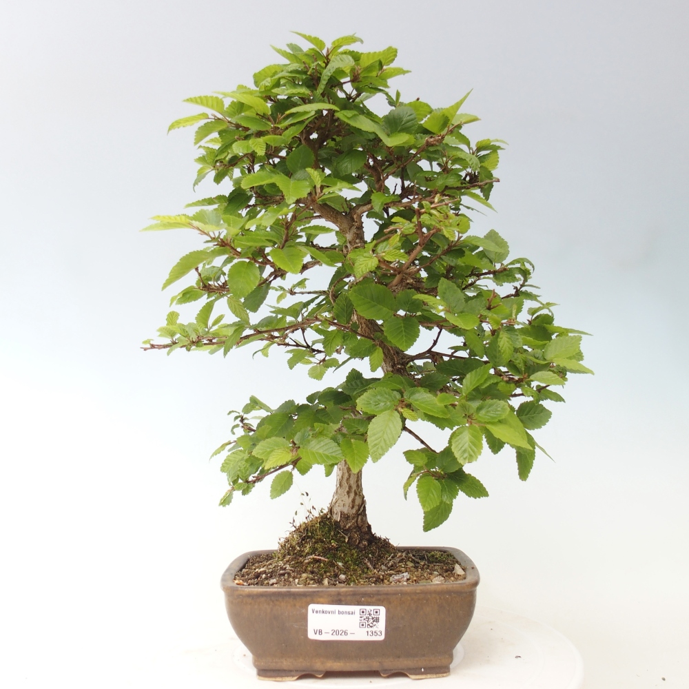 Outdoor bonsai - Carpinus CARPINOIDES - grab koreański