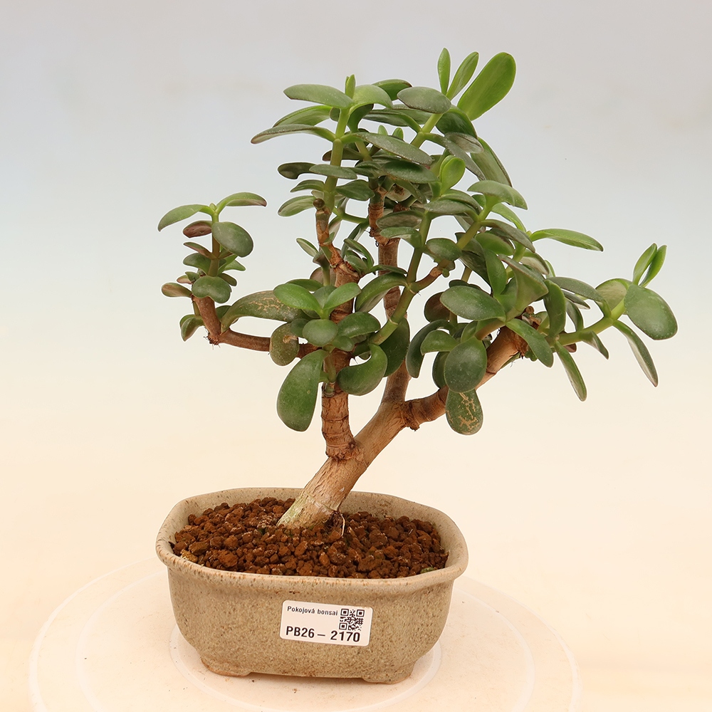 Pokój bonsai - Portulakaria Afra - Tlustice