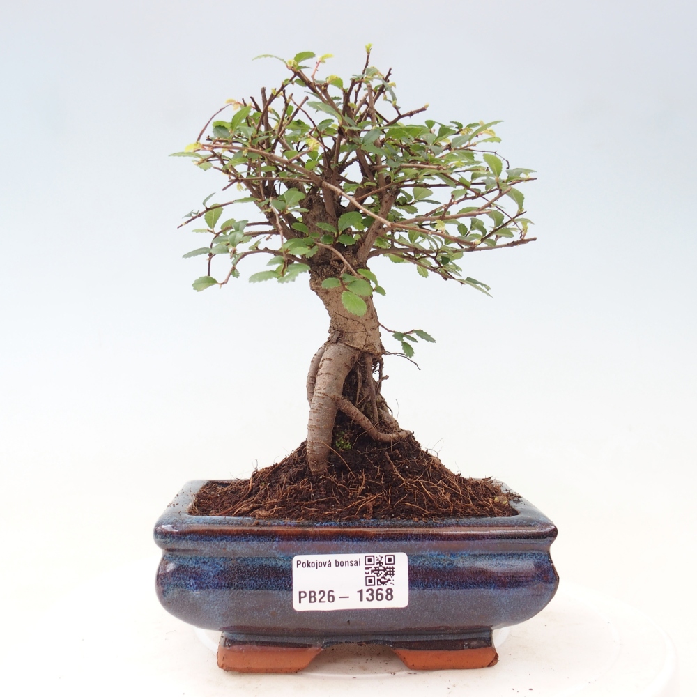 Pokój bonsai - Ulmus parvifolia - Wiąz drobnolistny