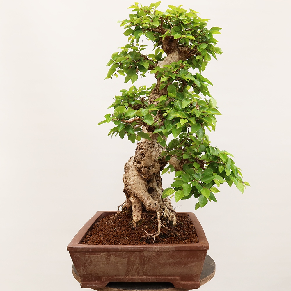 Bonsai plenerowe - Carpinus Coreana - grab koreański
