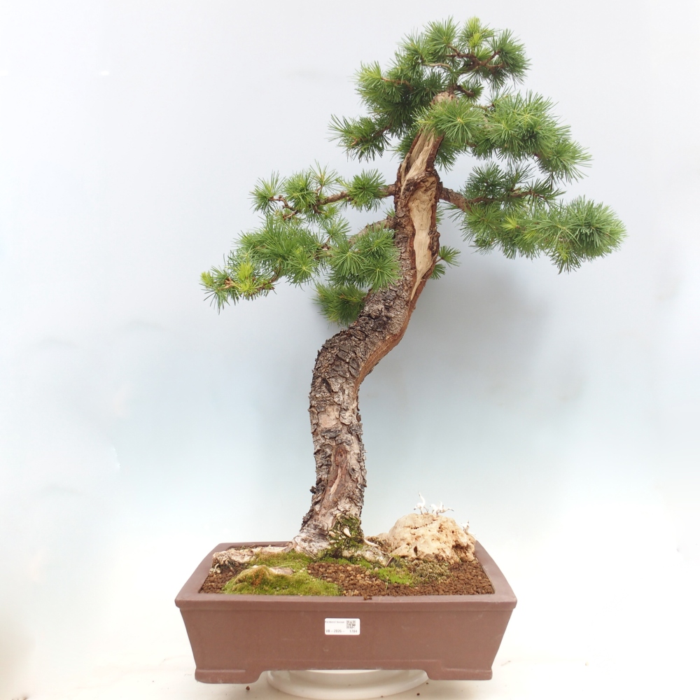 Bonsai zewnętrzne - Larix decidua - Modrzew