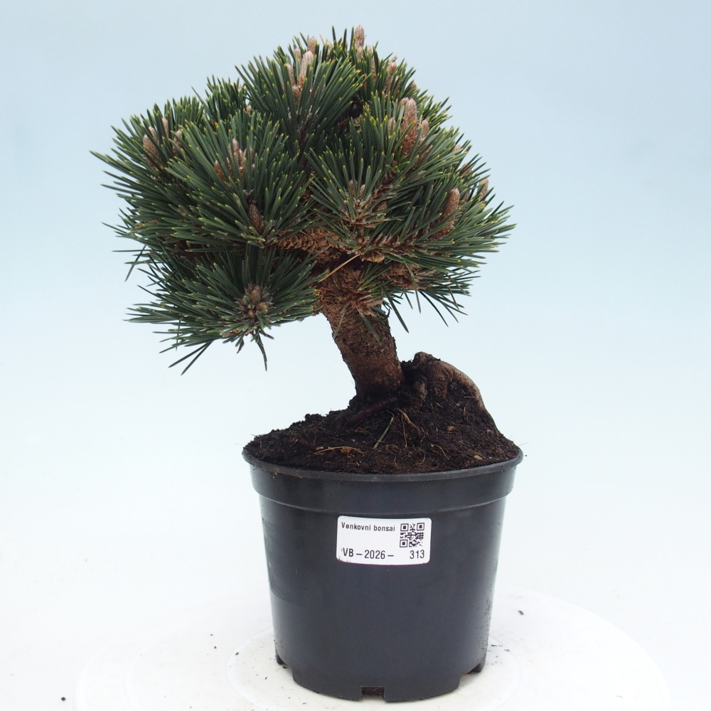 Outdoor bonsai - Pinus thunbergii senjyumaru - Sosna Thunberga