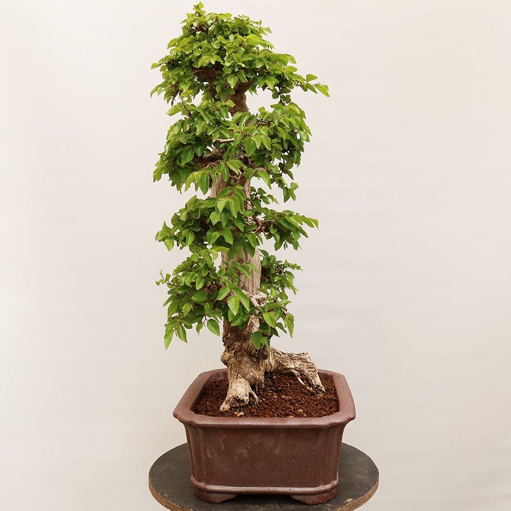 Bonsai plenerowe - Carpinus Coreana - grab koreański