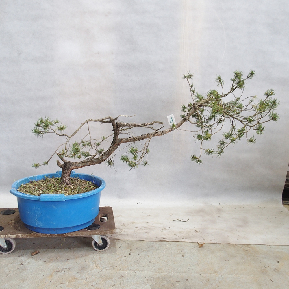 Yamadori - Pinus sylvestris 
