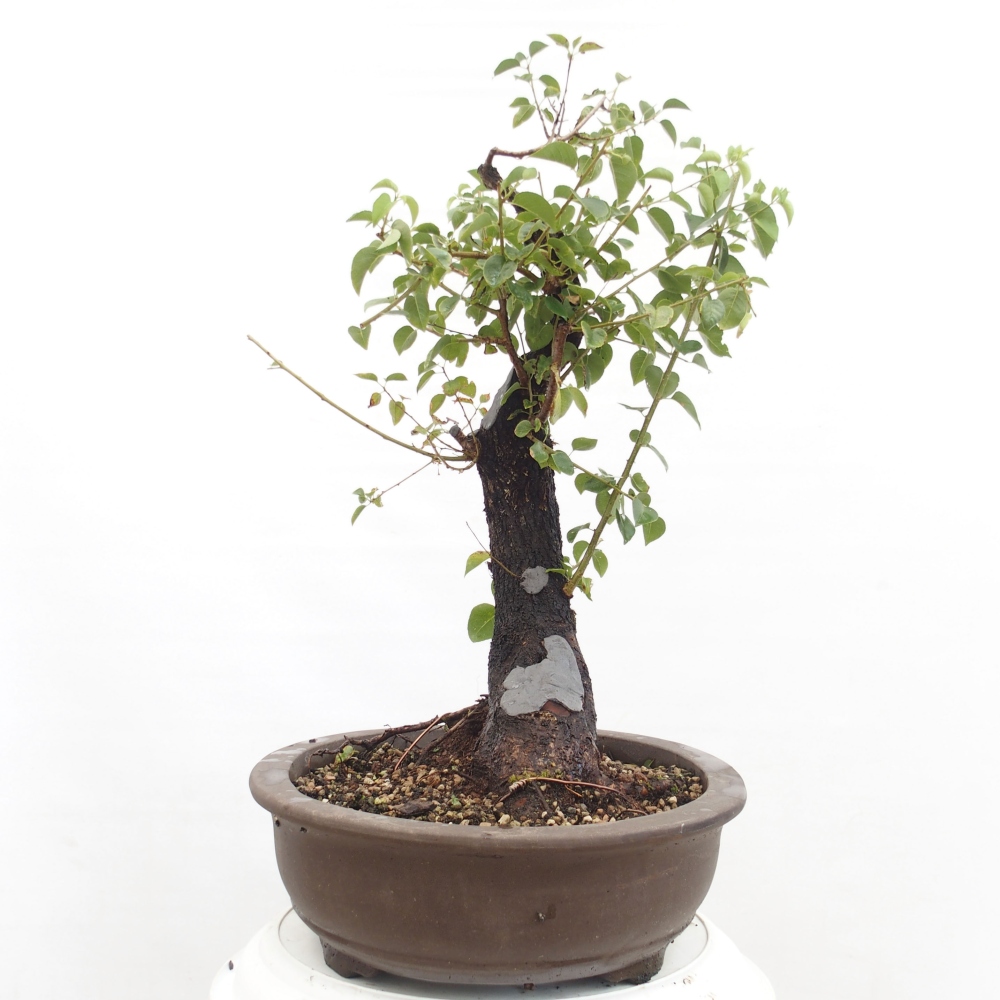 Bonsai na zewnątrz - Mahalebka - Prunus mahaleb
