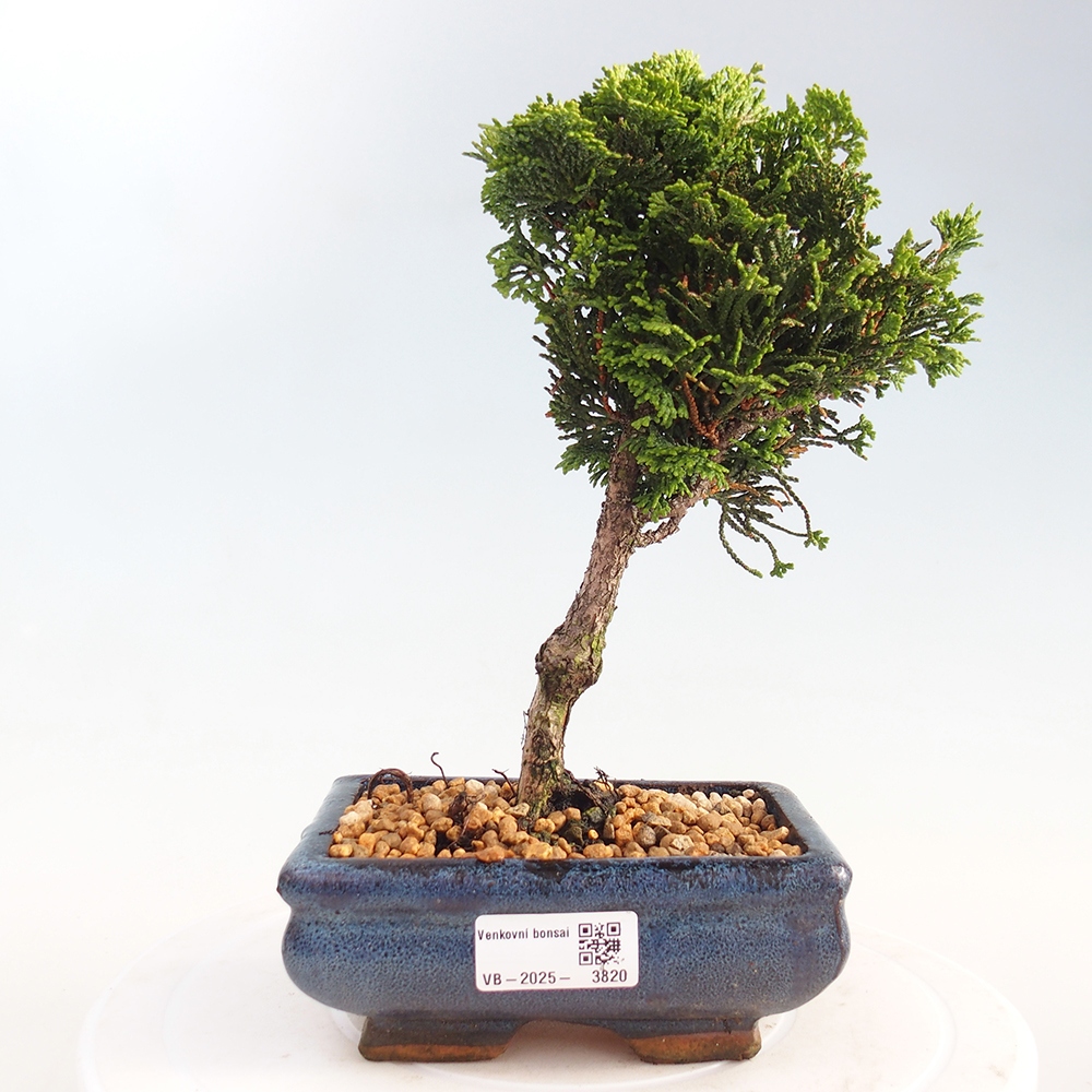 Bonsai zewnętrzne - Cham.pis obtusa Nana Gracilis - Cyprys