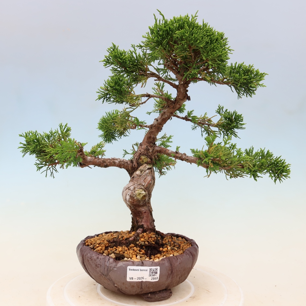 Outdoor bonsai - Juniperus chinensis Itoigawa