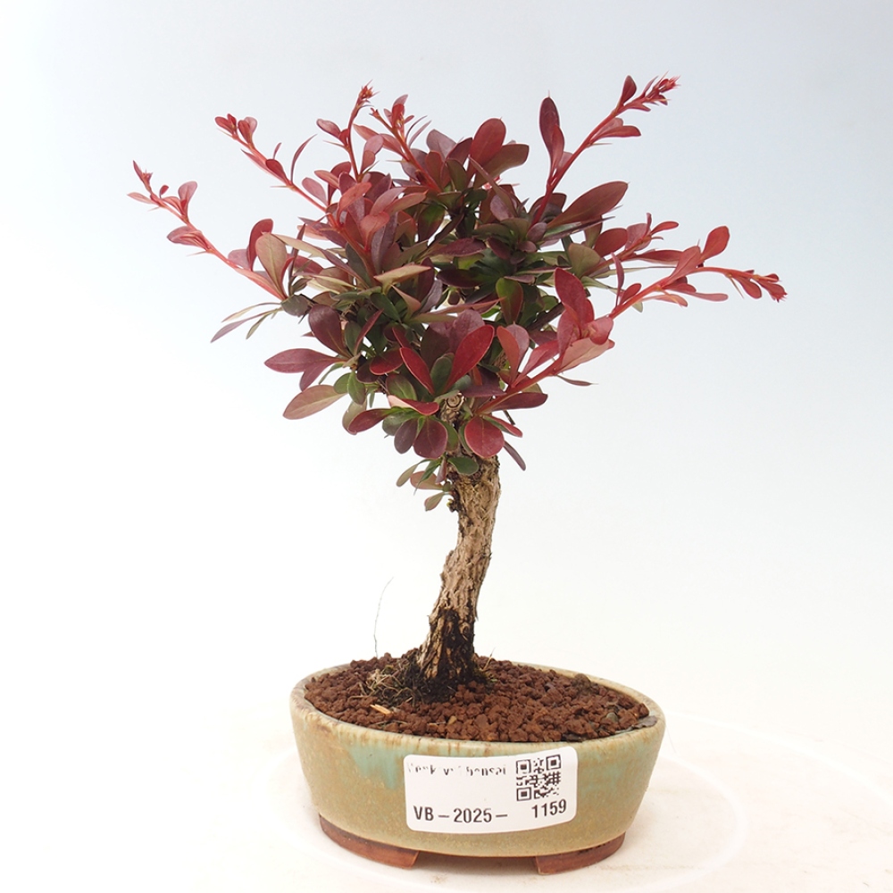 Outdoor bonsai - Berberis thunbergii Kobold - Dřištál Thunberg's