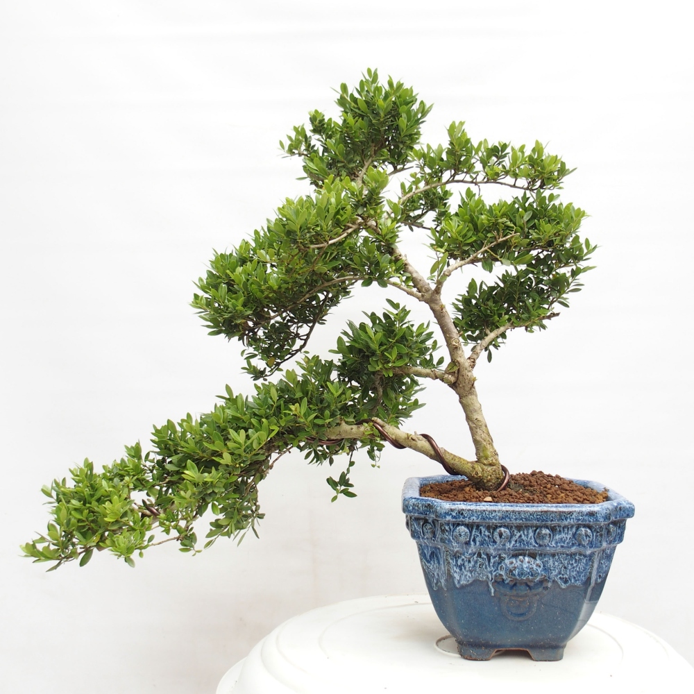 Kryty bonsai - Ilex crenata - Holly