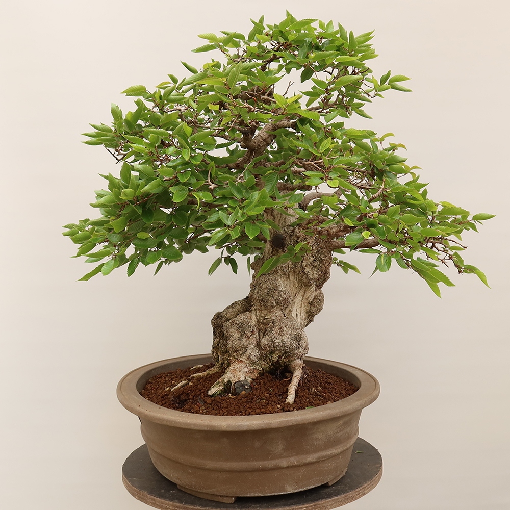 Bonsai plenerowe - Carpinus Coreana - grab koreański