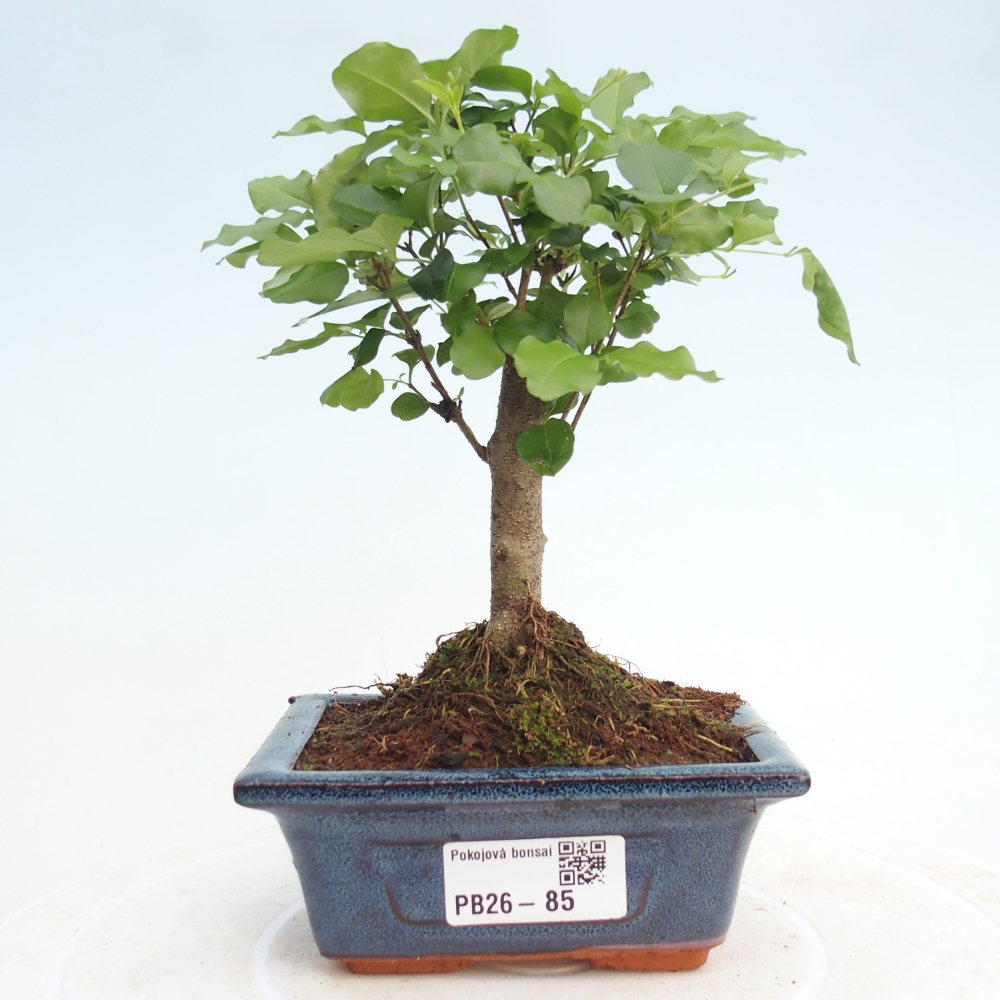 Pokój bonsai - Ligustrum chinensis - Dziób ptaka