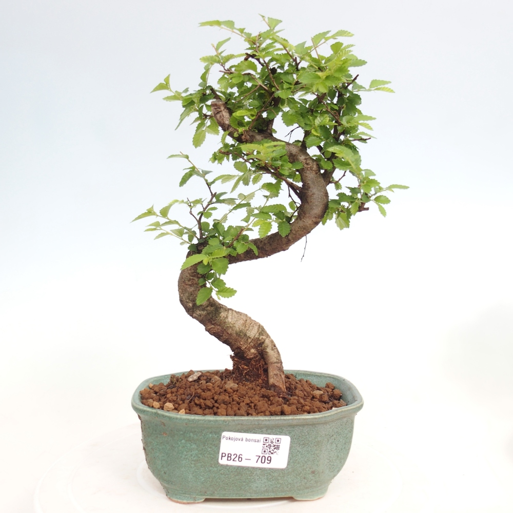 Pokój bonsai - Ulmus parvifolia - Wiąz drobnolistny