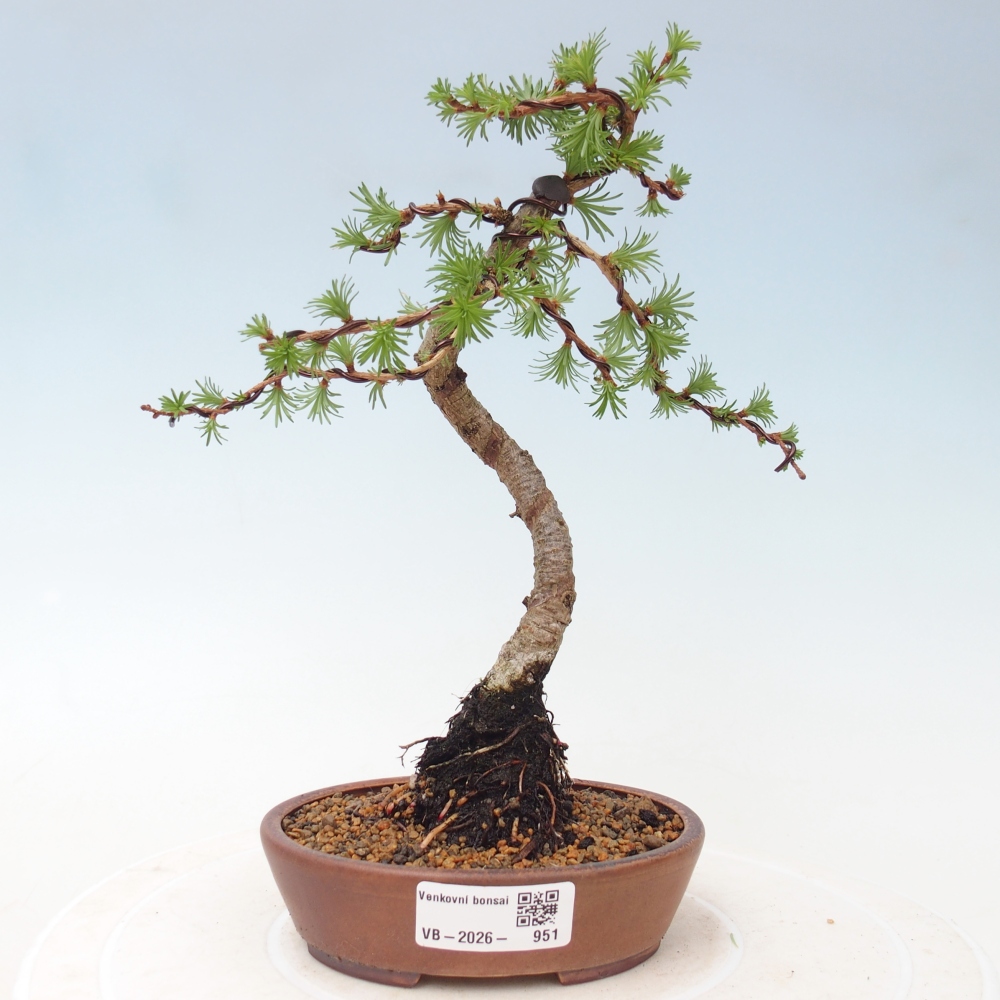 Outdoor bonsai - Larix Kaempferi - Modrzew japoński