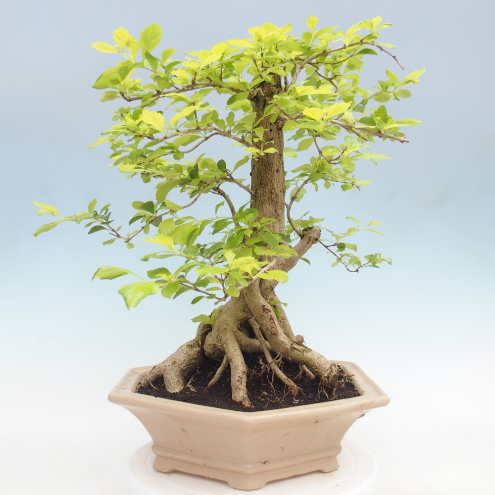 Bonsai pokojowe - Duranta erecta Aurea - WYŁĄCZNIE ODBIÓR OSOBISTY lub transport paletowy