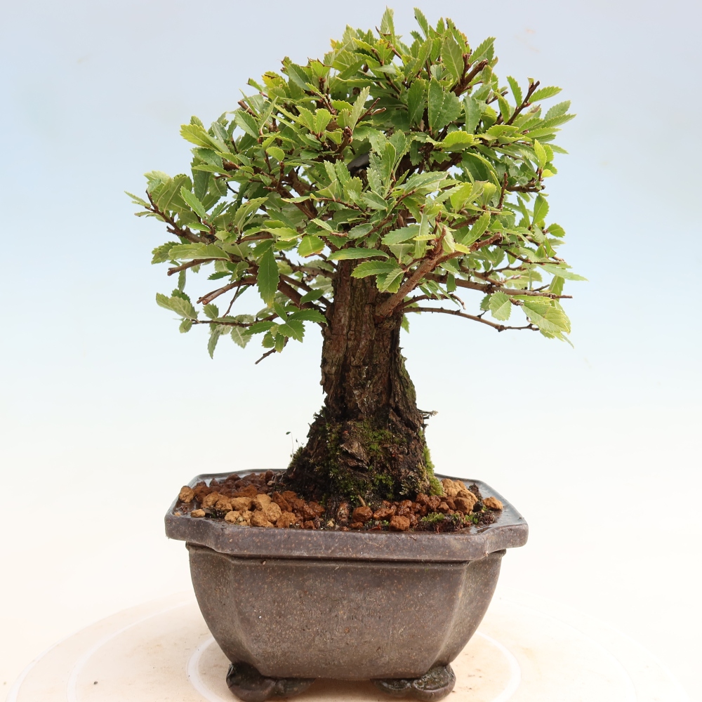 Bonsai zewnętrzne - Zelkova - Zelkova NIRE