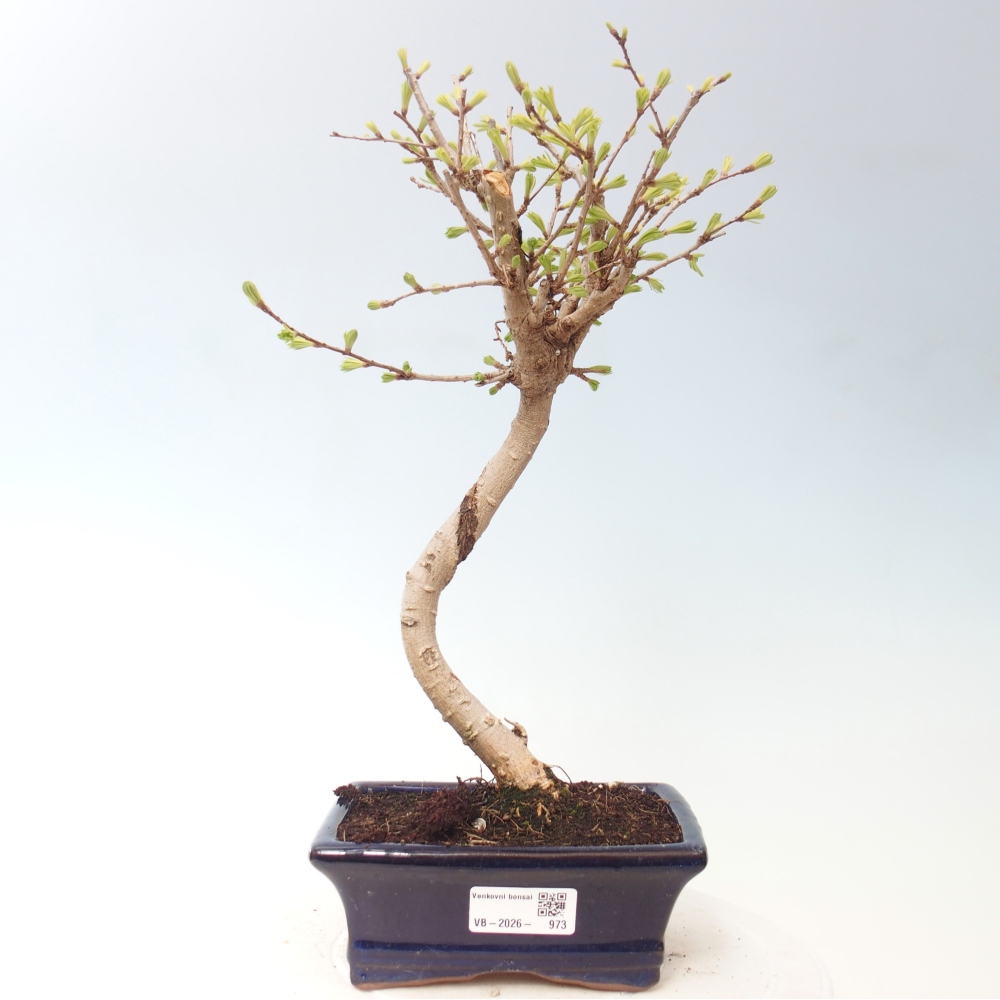 Bonsai zewnętrzne - Pseudolarix amabis-Pseudolarix amabis