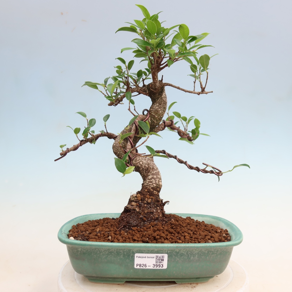 Pokój bonsai - Ficus kimmen - figowiec drobnolistny
