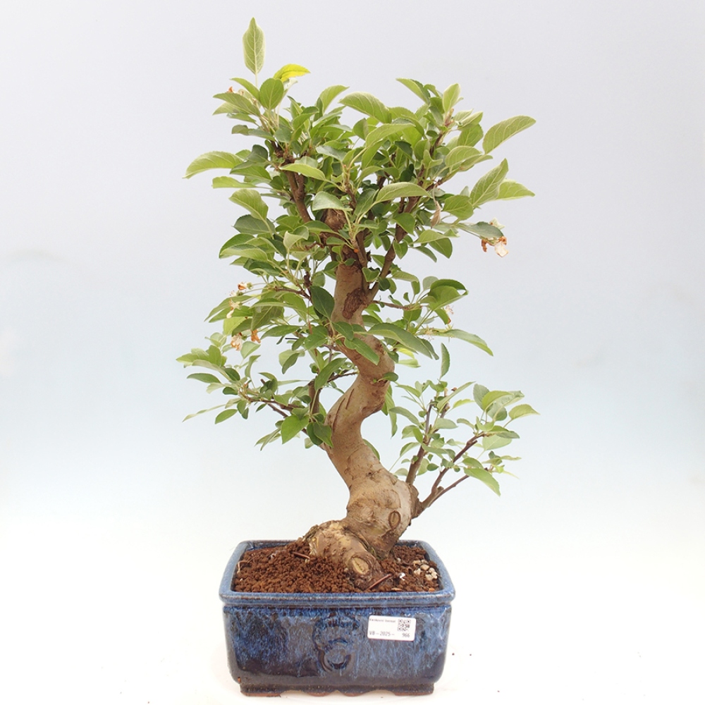 Bonsai plenerowe - Malus Halliana - Jabłoń drobnoowocowa