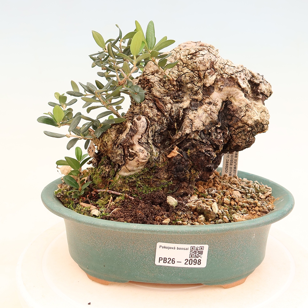 Bonsai do wnętrz - Olea europaea sylvestris