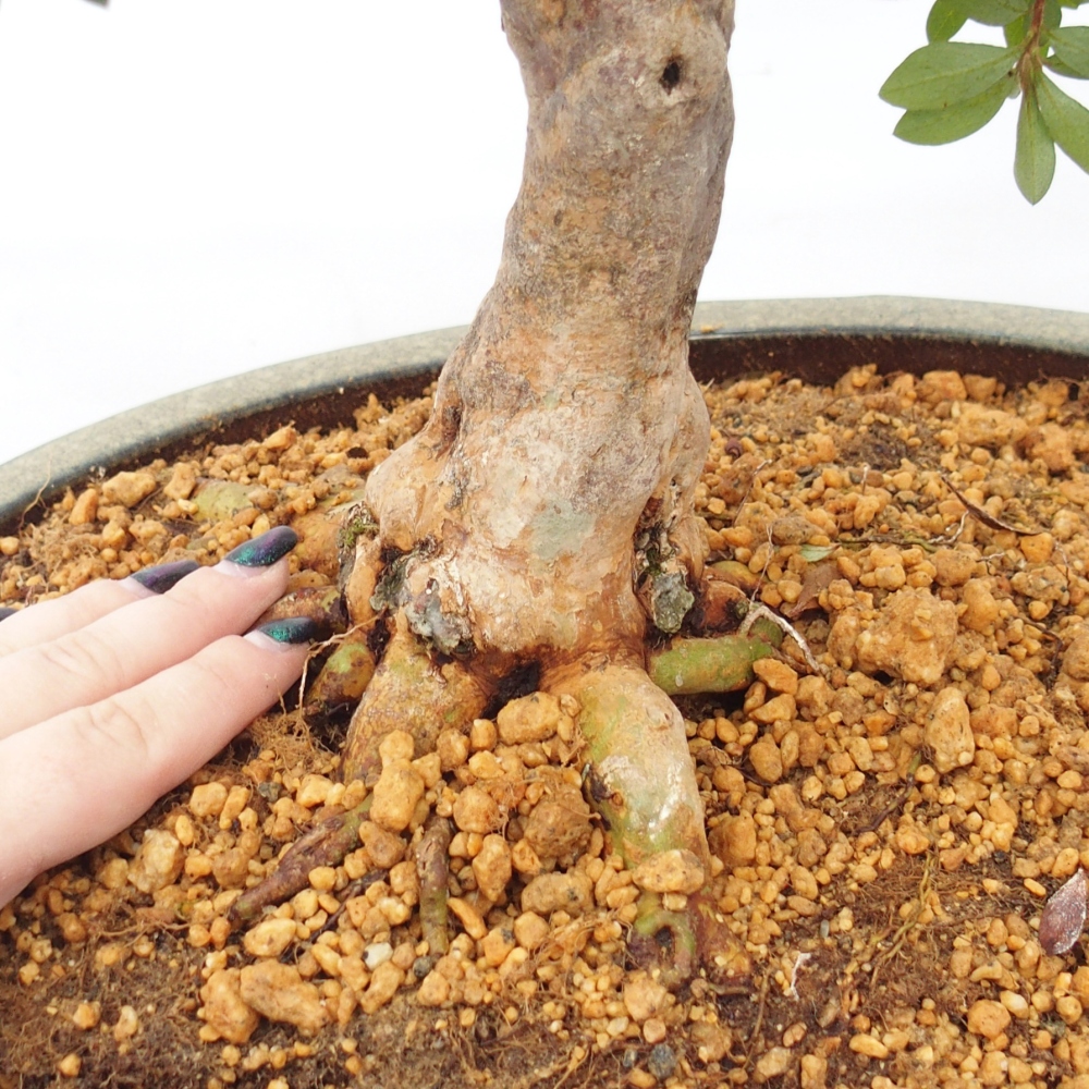 Bonsai zewnętrzne - Azalia japońska - Azalia Hanatsuzuri