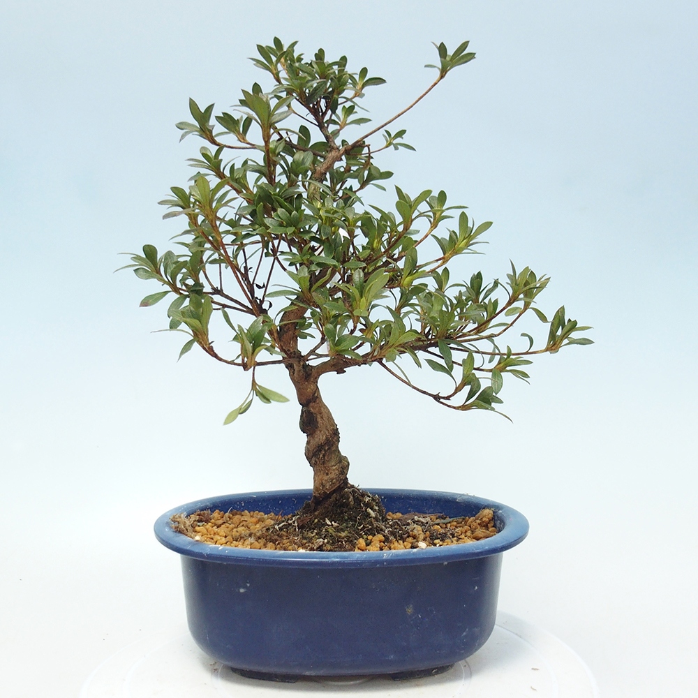 Bonsai zewnętrzne - Azalia japońska - Azalia Senhime
