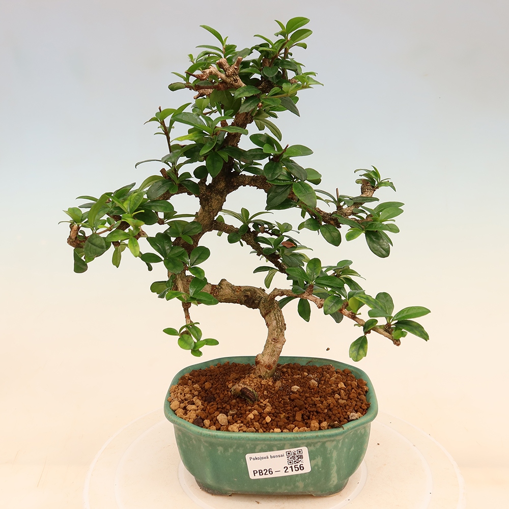 Bonsai pokojowe - Carmona macrophylla - Tea fuki