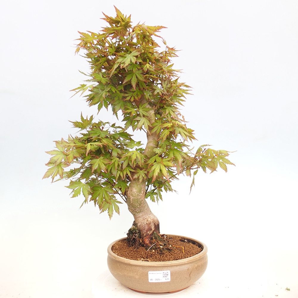 Outdoor bonsai - Acer palmatum - klon kasztanowca