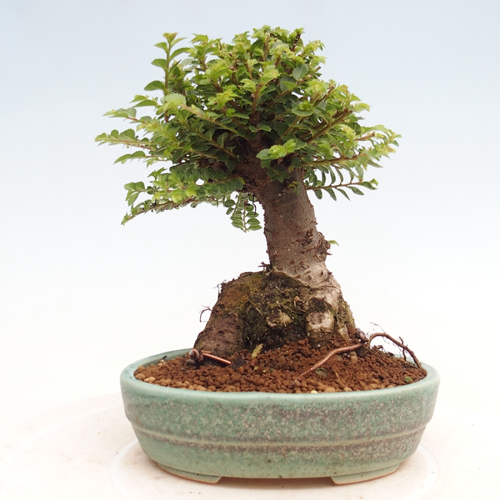 Bonsai zewnętrzne - Ulmus parvifolia Hokkaido - wiąz chiński