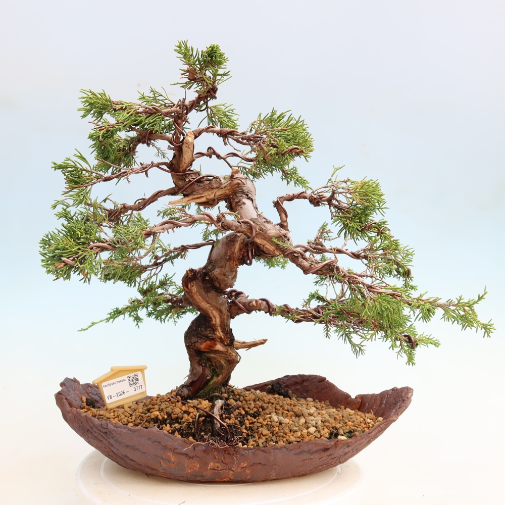 Bonsai ogrodowe – Juniperus chinensis Itoigawa – jałowiec chiński