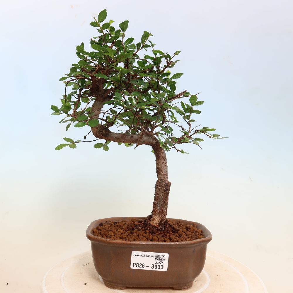 Pokój bonsai - Ulmus parvifolia - Wiąz drobnolistny