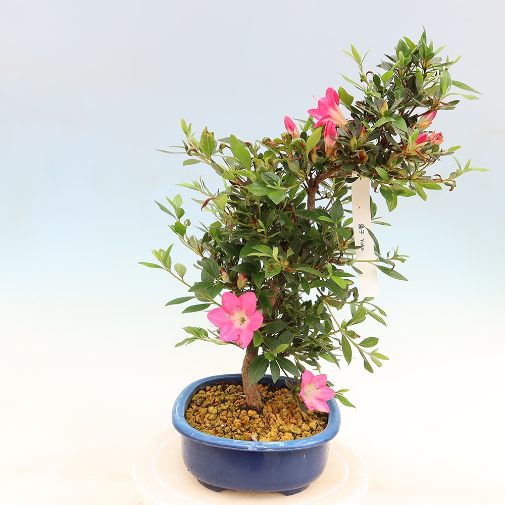 Outdoor bonsai - Azalia japońska - Azalia Yoko