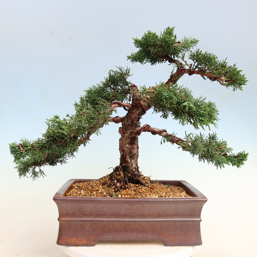 Outdoor bonsai - Juniperus chinensis Kishu