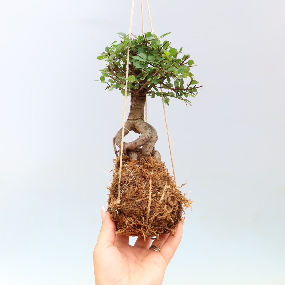 Kokedama w ceramicznej doniczce – Ulmus parvifolia – wiąz drobnolistny