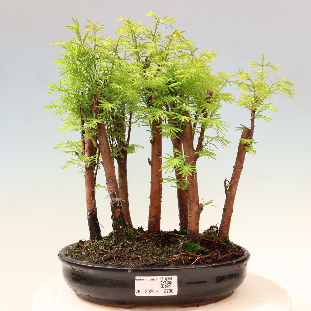 Bonsai ogrodowe – Metasequoia glyptostroboides – metasekwoja chińska – zagajnik