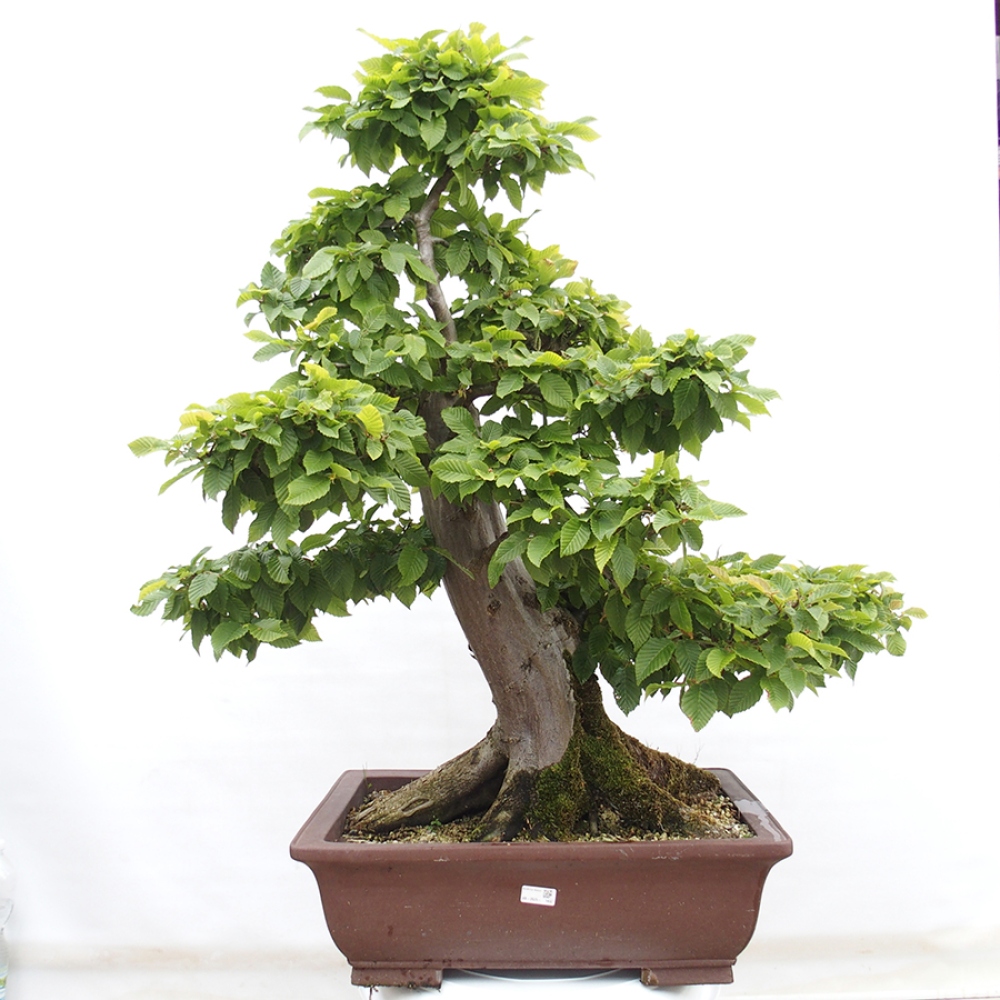 Bonsai zewnętrzne - Grab - Carpinus betulus