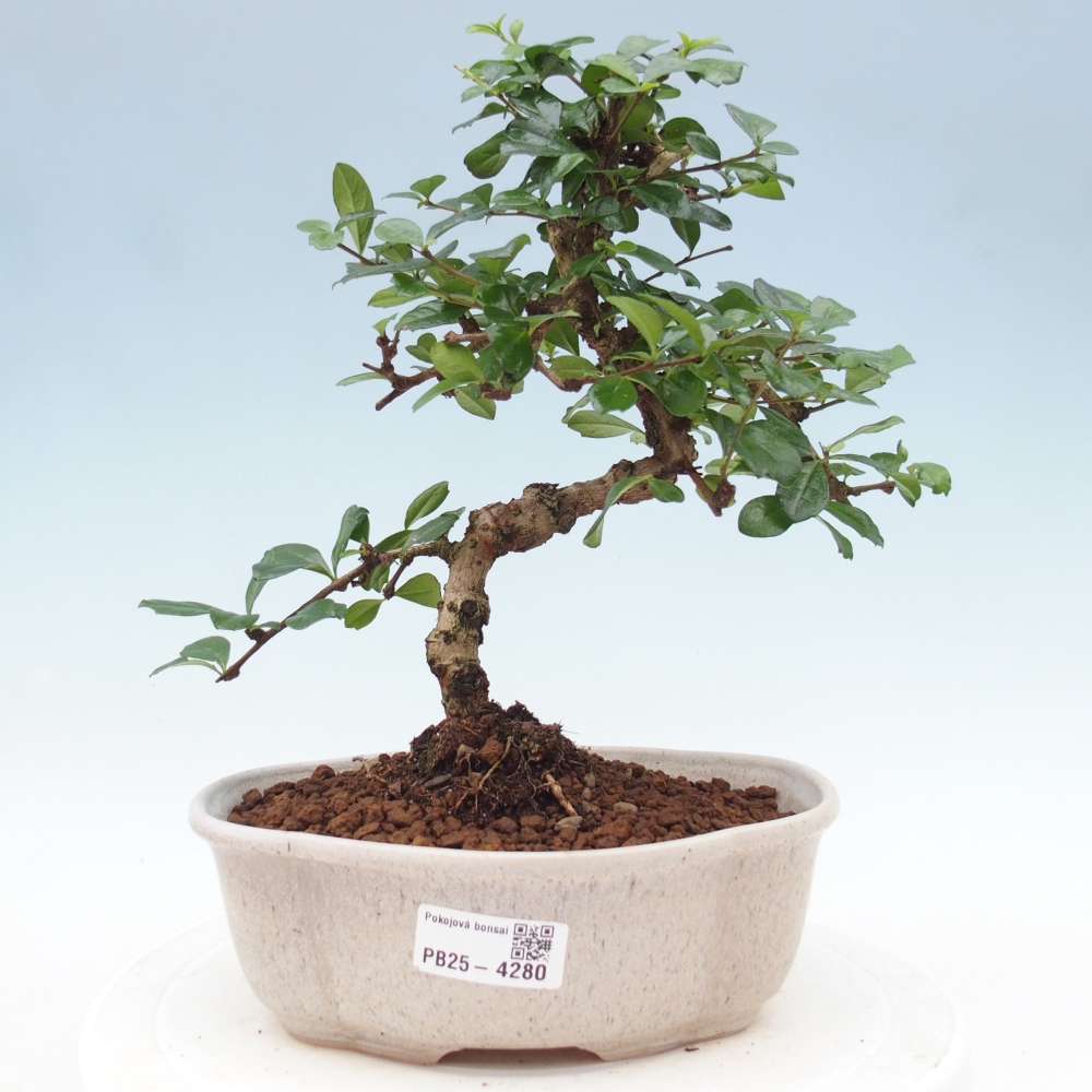 Bonsai pokojowe - Carmona macrophylla - Tea fuki