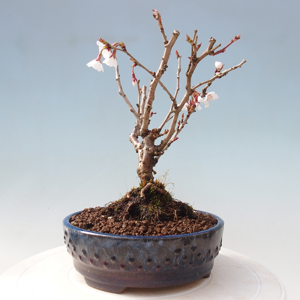 Bonsai zewnętrzne - Prunus incisa Kojou-no mai-cięcie śliwki