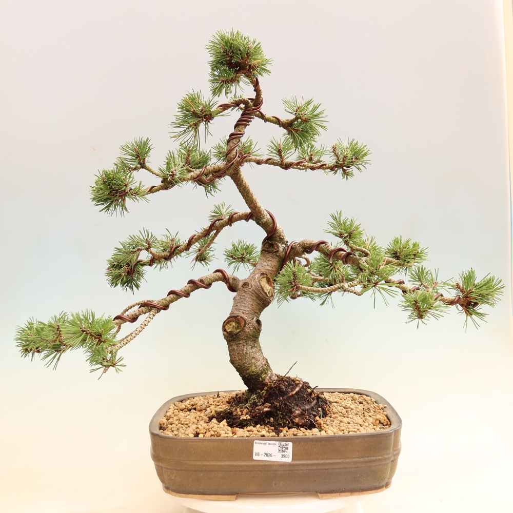 Bonsai ogrodowe – Pinus mugo Humpy – sosna karłowata