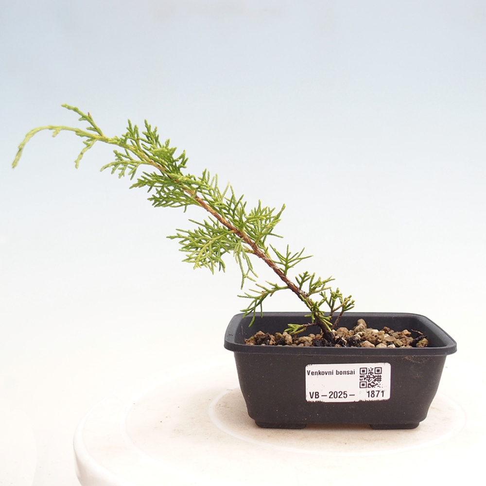 Outdoor bonsai - Juniperus chinensis Itoigawa - Jałowiec chiński