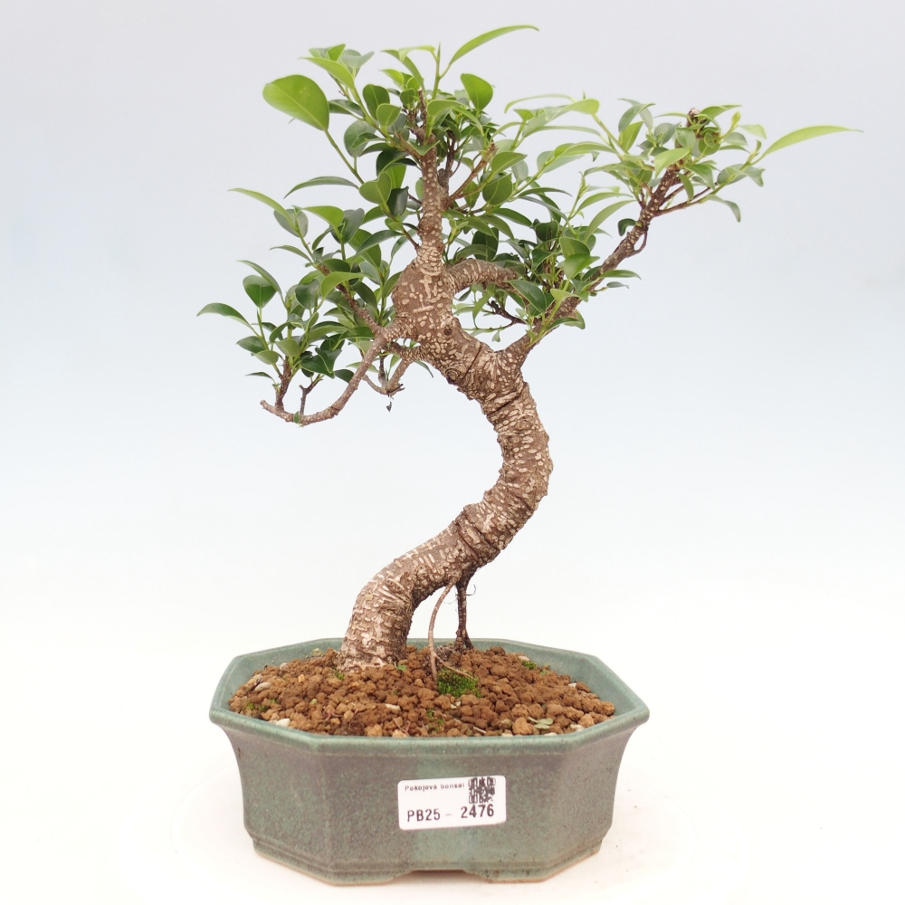 Kryty bonsai - Ficus retusa - figowiec drobnolistny